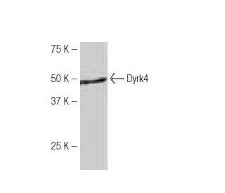 Dyrk4 Antibody (B66) - Western Blotting - Image 53924