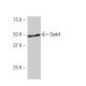 Dyrk4 Antibody (B66) - Western Blotting - Image 53924