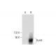 Dyrk4 Antibody (C-5) - Western Blotting - Image 295938 