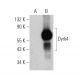 Dyrk4 Antibody (C-5) - Western Blotting - Image 360577