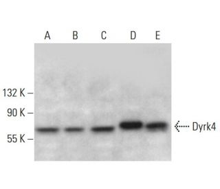 Dyrk4 Antibody (C-5) - Western Blotting - Image 376252 