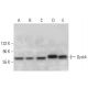 Dyrk4 Antibody (C-5) - Western Blotting - Image 376252 
