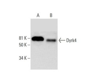 Dyrk4 Antibody (E-2) - Western Blotting - Image 291852 