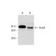 Dyrk4 Antibody (E-2) - Western Blotting - Image 291852 