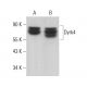 Dyrk4 Antibody (E-2) - Western Blotting - Image 376307 