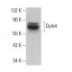 Dyrk4 Antibody (E-2) - Western Blotting - Image 376308