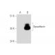 Dysadherin Antibody (A-4) - Western Blotting - Image 344514