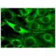 Dysadherin Antibody (D-10) - Immunofluorescence - Image 282728 