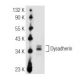 Dysadherin Antibody (D-2) - Western Blotting - Image 93740 