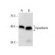 Dysadherin Antibody (G-6) - Western Blotting - Image 287911
