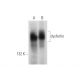 dysferlin Antibody (C-11) - Western Blotting - Image 309470