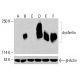 dysferlin Antibody (C-11) - Western Blotting - Image 415574 