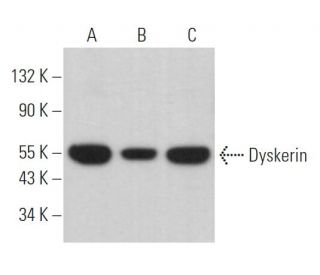Dyskerin Antibody (H-3) - Western Blotting - Image 362884 