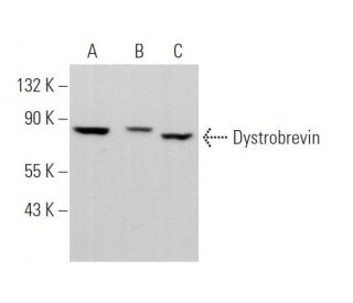 Dystrobrevin Antibody (C-6) - Western Blotting - Image 371229 