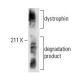 dystrophin Antibody (3B7) - Western Blotting - Image 11972 