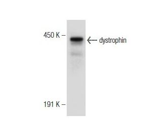 dystrophin Antibody (H-5) - Western Blotting - Image 146361 