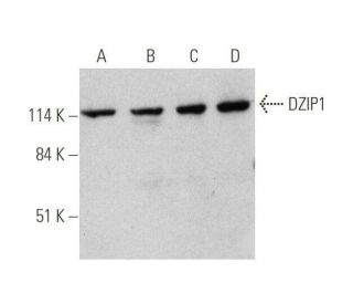 DZIP1 Antibody (C-7) - Western Blotting - Image 349064 