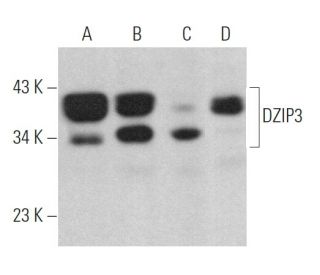 DZIP3 Antibody (C-1) - Western Blotting - Image 365218 