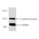 E-cadherin Antibody (5H9) - Western Blotting - Image 38452