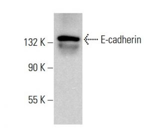 western blotting image from recommended E-cadherin (G-10) monoclonal antibody replacement. Image 377369