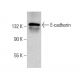 western blotting image from recommended E-cadherin (G-10) monoclonal antibody replacement. Image 377369