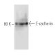 E-cadherin Antibody (Sec11) - Western Blotting - Image 137492