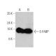Este anticuerpo policlonal ha dejado de fabricarse. Consulta nuestro anticuerpo monoclonal recomendado <a href="e-fabp-antibody-a-9">E-FABP (A-9)</a> (se muestran datos de muestra). western blotting image from recommended E-FABP (A-9) monoclonal antibody replacement. Image 358627