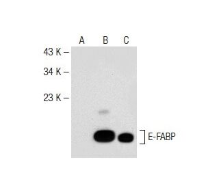 E-FABP Antibody (D-12) - Western Blotting - Image 147969 
