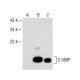 E-FABP Antibody (D-12) - Western Blotting - Image 147969 