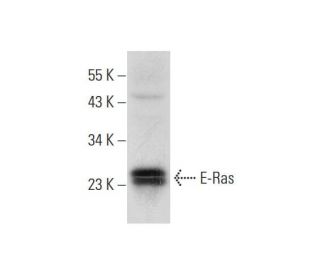E-Ras Antibody (A-18): sc-51072