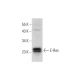 western blotting image from recommended E-Ras (B-12) monoclonal antibody replacement. Image 295806