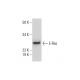 E-Ras Antibody (B-12) - Western Blotting - Image 294468