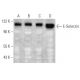 E-Selectin/CD62E/SELE Antibody (2Q780) - Western Blotting - Image 353686