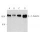 E-Selectin/CD62E/SELE Antibody (2Q780) - Western Blotting - Image 358399 