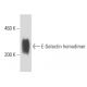 E-Selectin/CD62E/SELE Antibody (UZ5) - Western Blotting - Image 15589