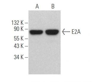 E2A Antibody (G-2) - Western Blotting - Image 361115 