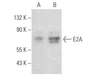 E2A Antibody (G-9): sc-365261