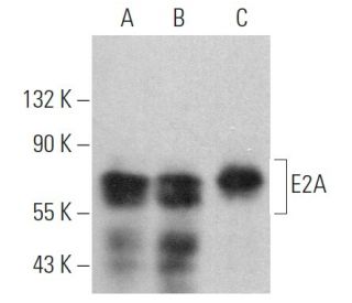 E2A Antibody (G-9) - Western Blotting - Image 363435 