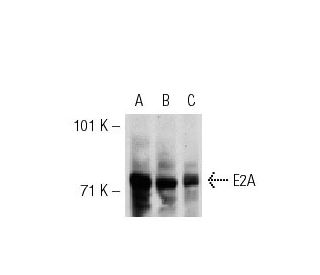 western blotting image from recommended E2A (G-2) monoclonal antibody replacement. Image 30501