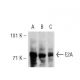 western blotting image from recommended E2A (G-2) monoclonal antibody replacement. Image 30501