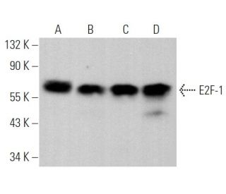 western blotting image from recommended E2F1 (KH95) monoclonal antibody replacement. Image 375043