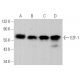 western blotting image from recommended E2F1 (KH95) monoclonal antibody replacement. Image 375043
