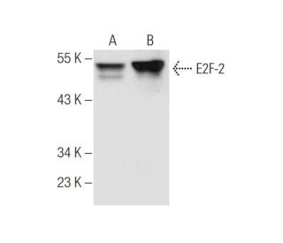E2F-2 Antibody (TFE22) - Western Blotting - Image 57612