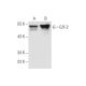 E2F-2 Antibody (TFE22) - Western Blotting - Image 57612