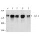 western blotting image from recommended E2F-3 (PG30) monoclonal antibody replacement. Image 354813