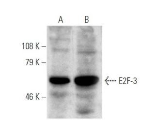 E2F-3 Antibody (D-2) - Western Blotting - Image 7365 