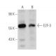 E2F-3 Antibody (D-2) - Western Blotting - Image 354812
