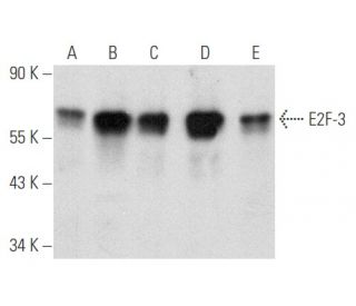 western blotting image from recommended E2F-3 (PG30) monoclonal antibody replacement. Image 354813