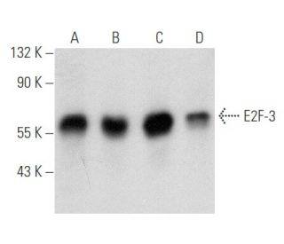 E2F-3 Antibody (PG14) - Western Blotting - Image 354805 