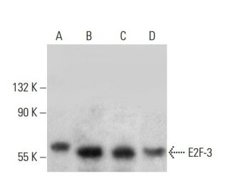 E2F-3 Antibody (PG37) - Western Blotting - Image 381000 